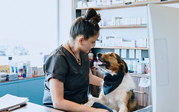 A veterinarian treading a dog, using Viasat satellite internet to help with her diagnosis