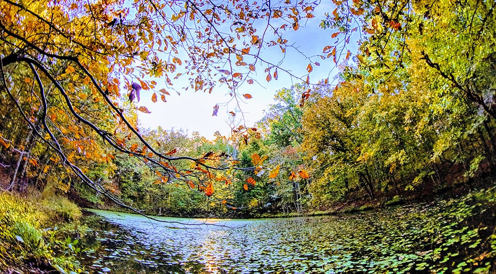 pond